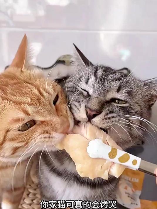 蒸煮鸡胸肉,配料干净到只有鸡胸肉和水,猫猫狗狗都可以