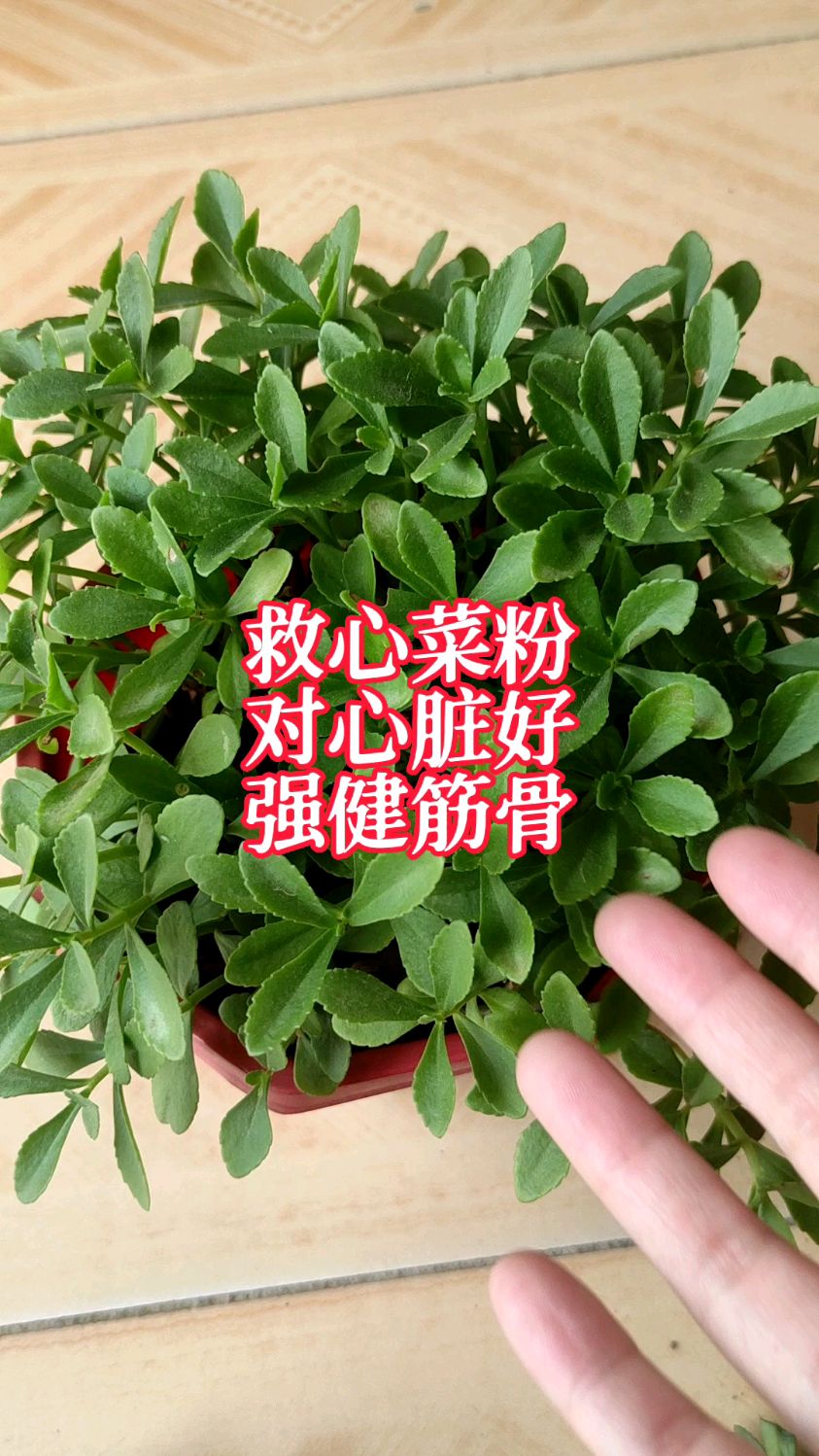 补钙?就吃高钙菜粉,一天只需3块钱,能补钙,还对心脏好,吃法多样