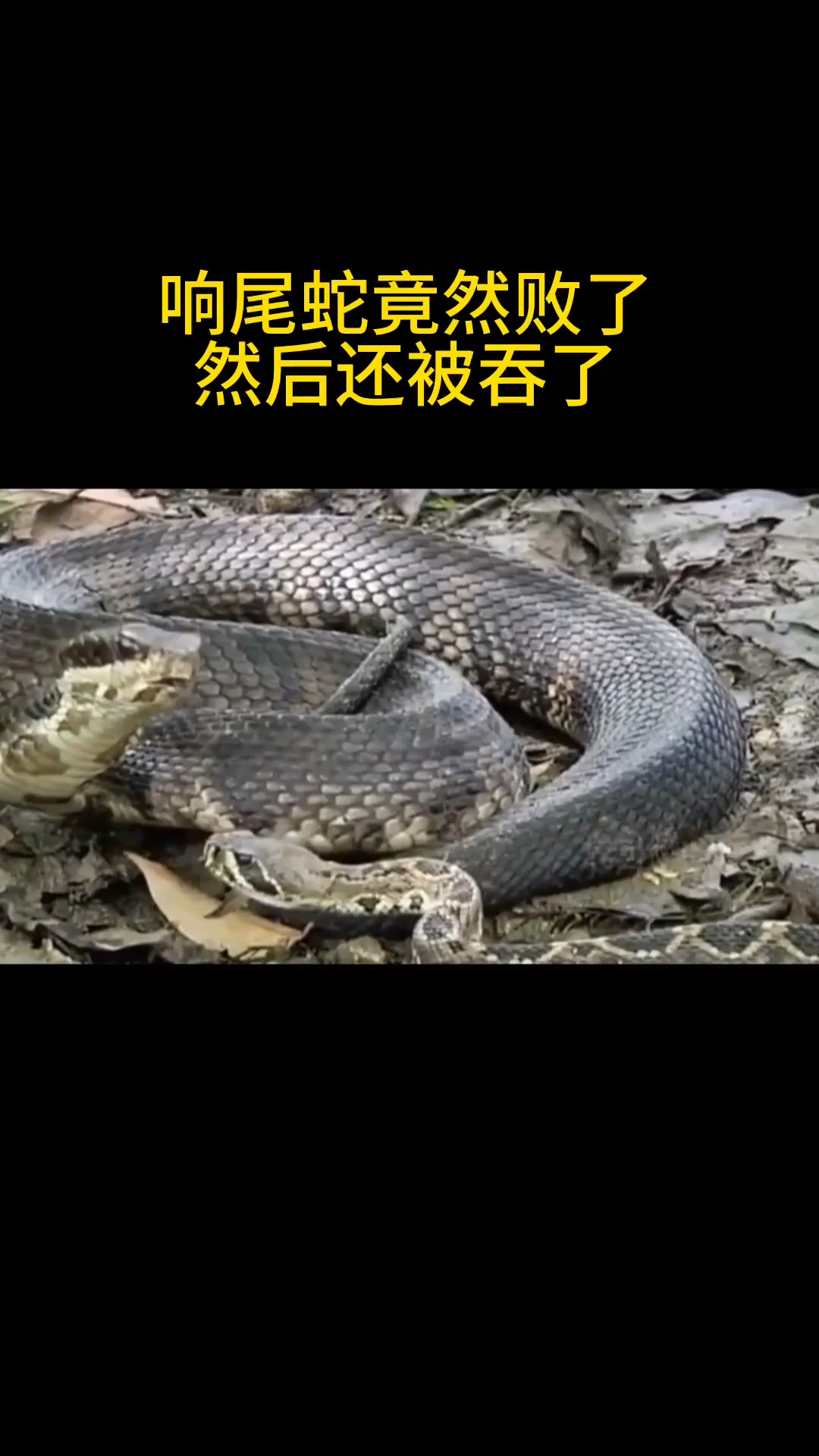 响尾蛇竟然被花纹蟒,给打败了