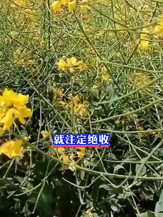 油菜病菌杀菌剂,专治霜毒病,白锈病菌等病害!