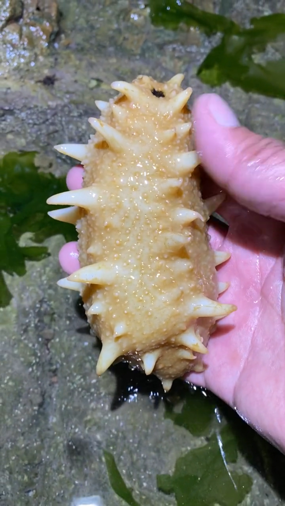 非常少见的海参,黄金参!你们见过吗