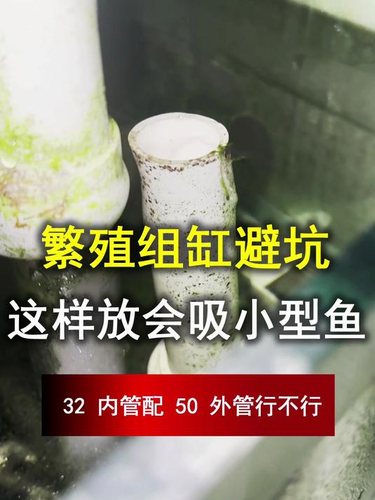 繁殖组缸避坑!这样放会吸小型鱼,但是32 内管配 50 外管行不行