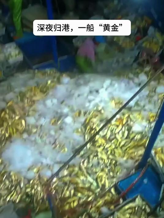 一船拉回百万大黄鱼,价格堪比黄金?