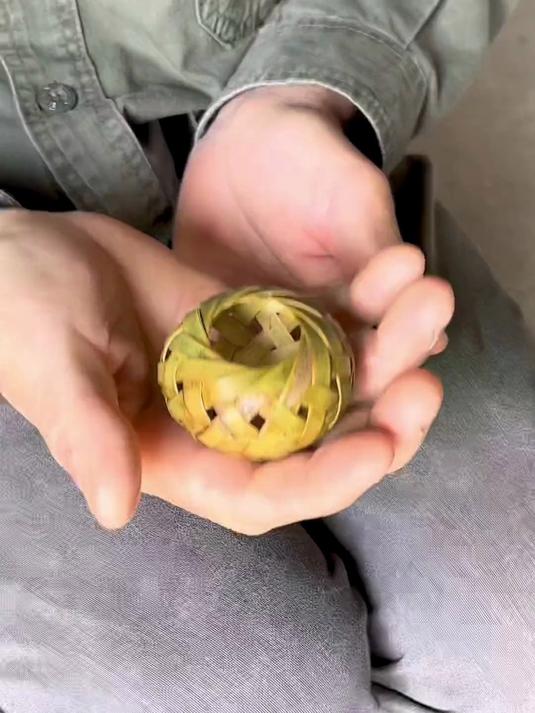桌上菜罩