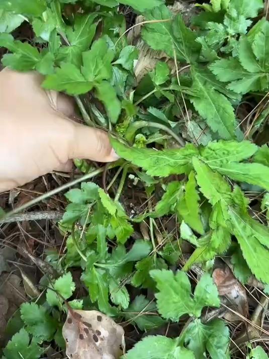 2用鸭子命名的野菜,鸭儿芹,又叫鸭脚板,风味十足,是春天里不可多得的美味