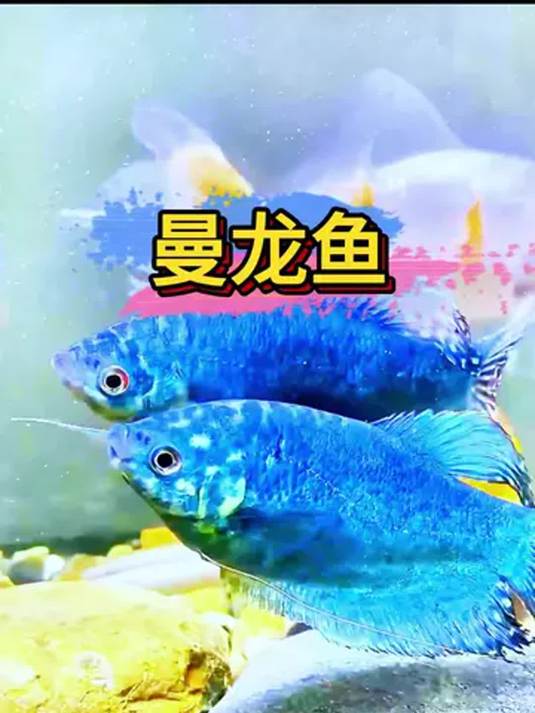 曼龙鱼颜值超高还好养,能除杂质蛋白虫,真不错
