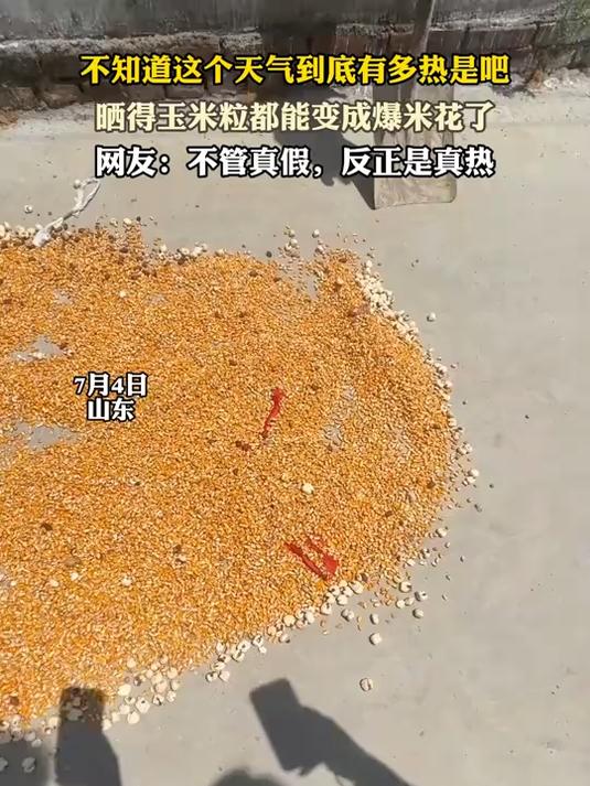 不知道这个天气到底有多热是吧,晒得玉米粒都能变成爆米花了