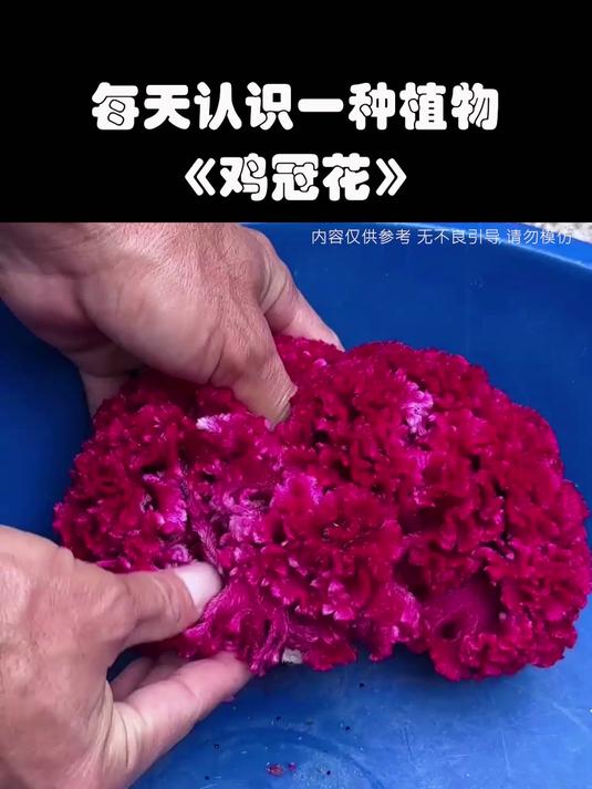 鸡冠花煮鸡蛋，它的妙用你知道吗？