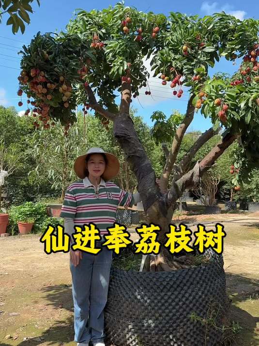 仙进奉荔枝你们吃过吗?结合的桂味和糯米糍的优点 果大核小肉厚