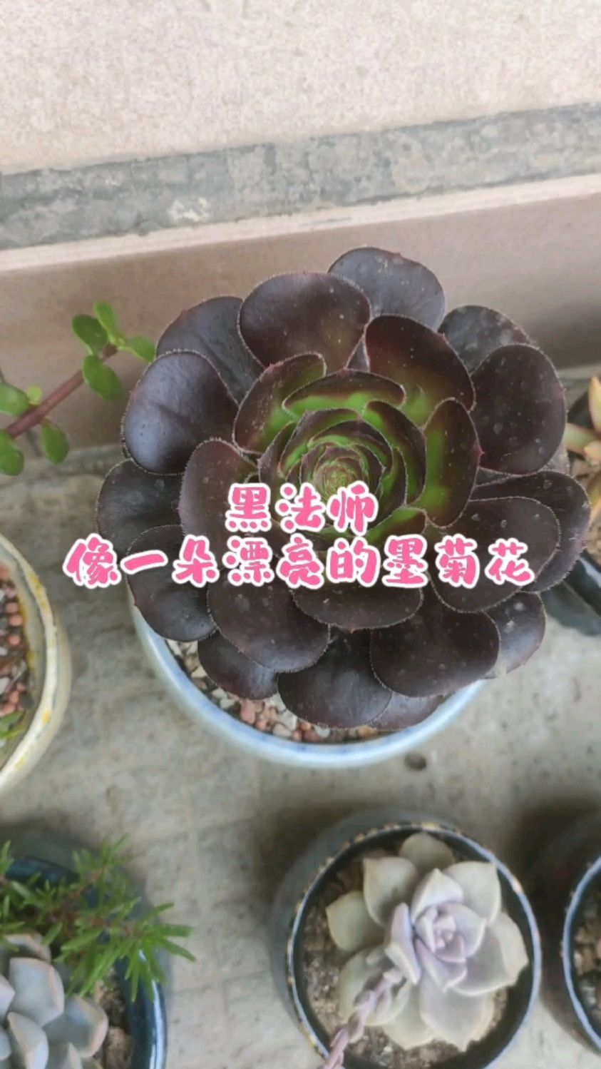 5月养黑法师,晒还是不晒?如何养?