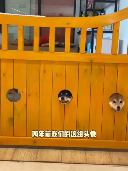 经典狗头重现 柴犬!