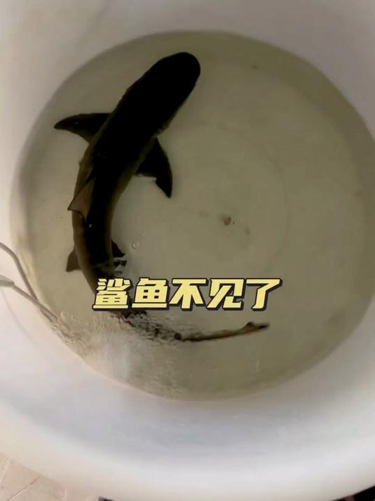 鲨鱼不见了