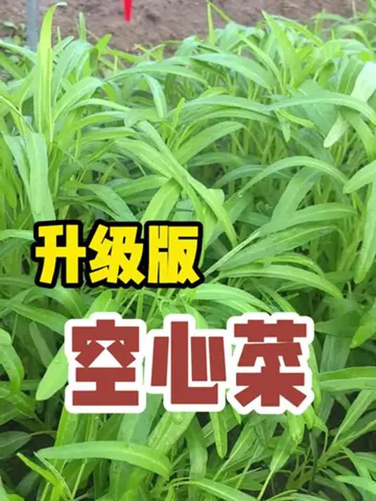 白梗柳叶空心菜升级版,阳台小院轻松种,收获满满