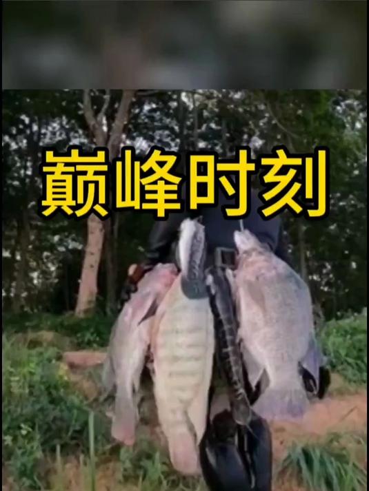 头一次见到这么大的罗非鱼