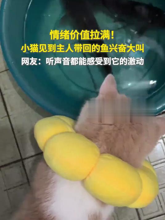 小猫见到主人带回的鱼兴奋大叫。网友:听声音都能感受到它的激动