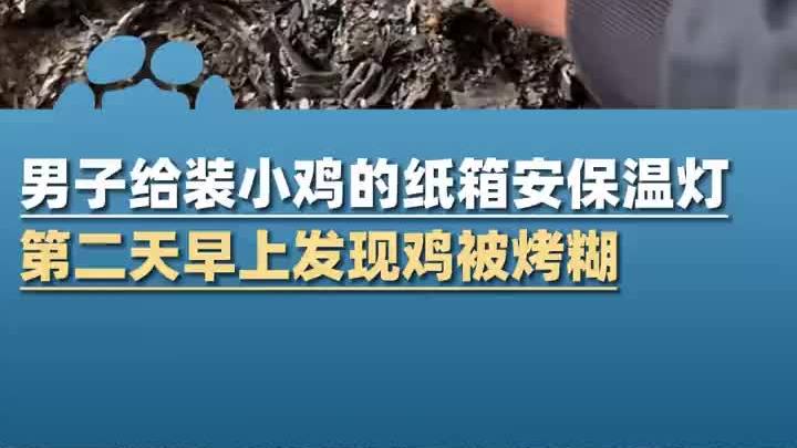 男子给装小鸡的纸箱安保温灯,第二天发现鸡被烤糊:13只死了4只