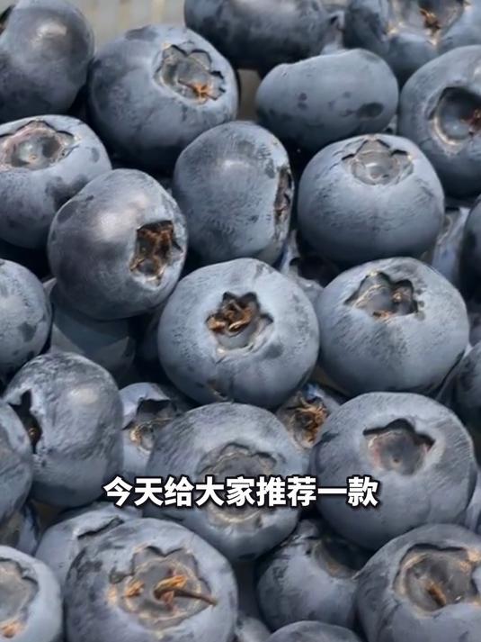我实现蓝莓自由了!