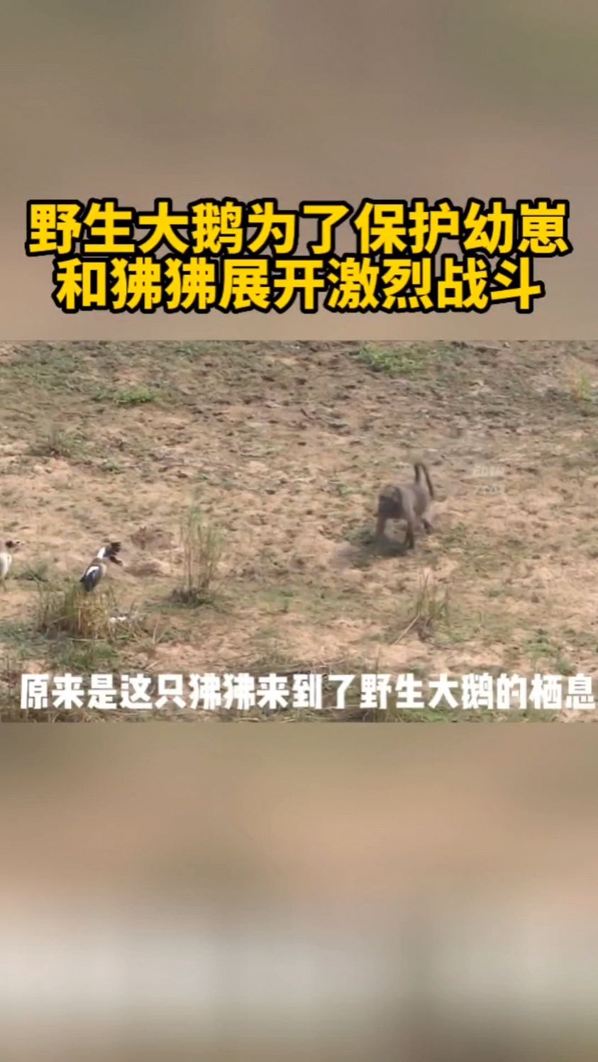 狒狒盯上了野生鹅的幼崽