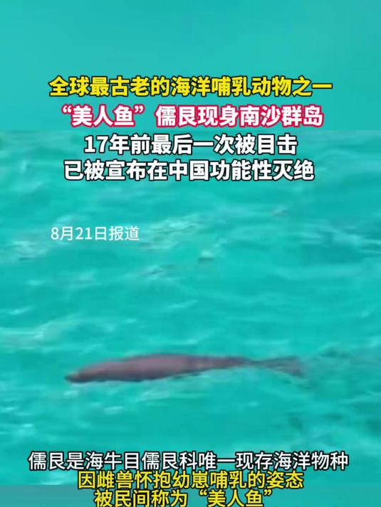 “美人鱼”儒艮 现身南沙群岛