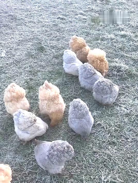 星露谷小鸡咕咕咕~