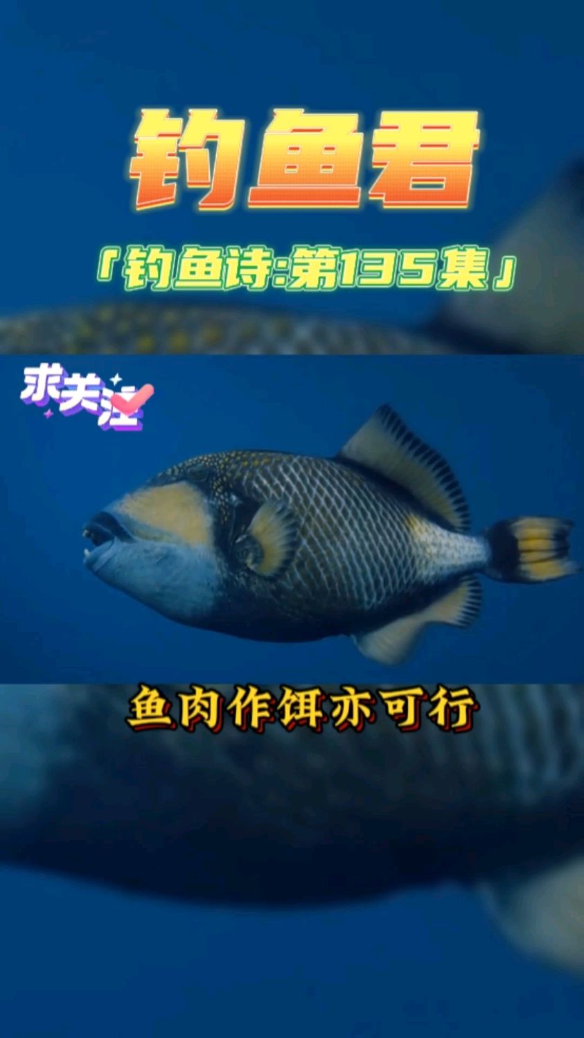 钓鱼君之钓鱼口诀:第135集(钓炮弹鱼)鱼类百科,各位钓过此鱼吗?