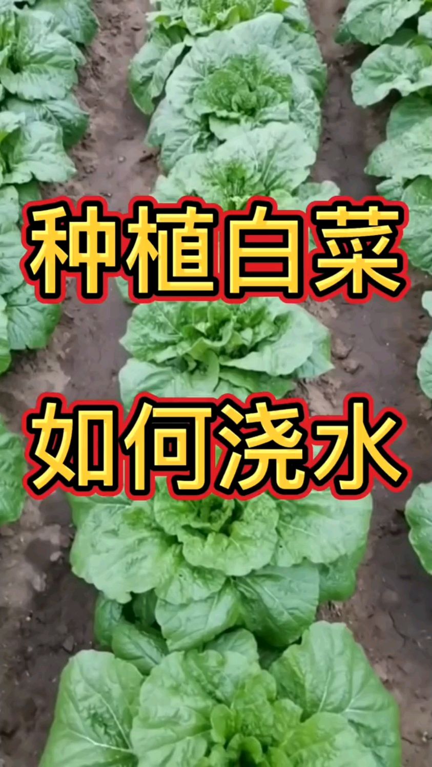大白菜种植过程如何浇水?白菜生长期浇水方法,大家都知道