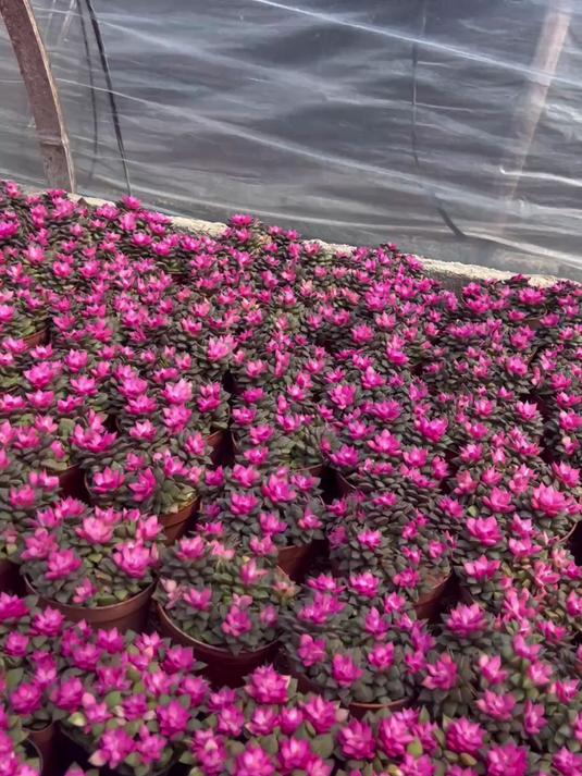 探秘大棚里的多肉,一眼就爱上的吹雪之松锦