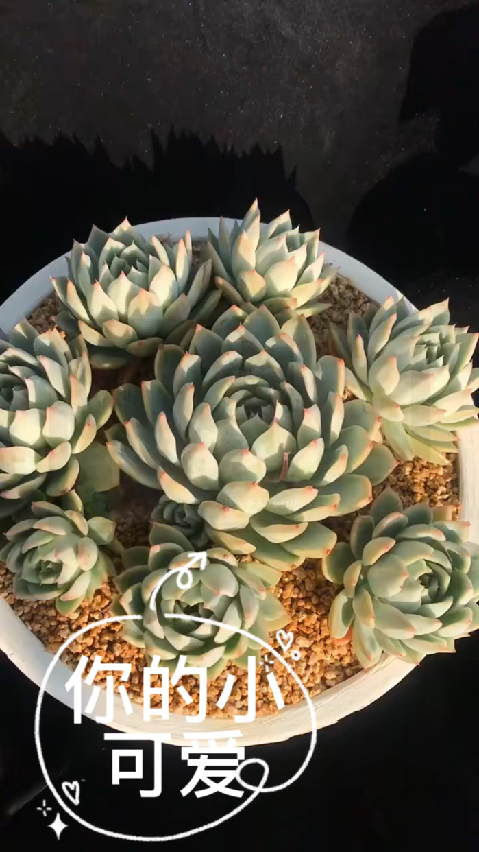 小小的多肉,带您走进多肉世界#多肉植物# 