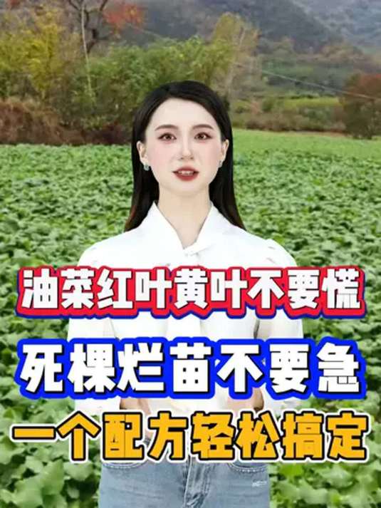 油菜黄叶红叶、死苗烂棵别愁 这一招轻松解决