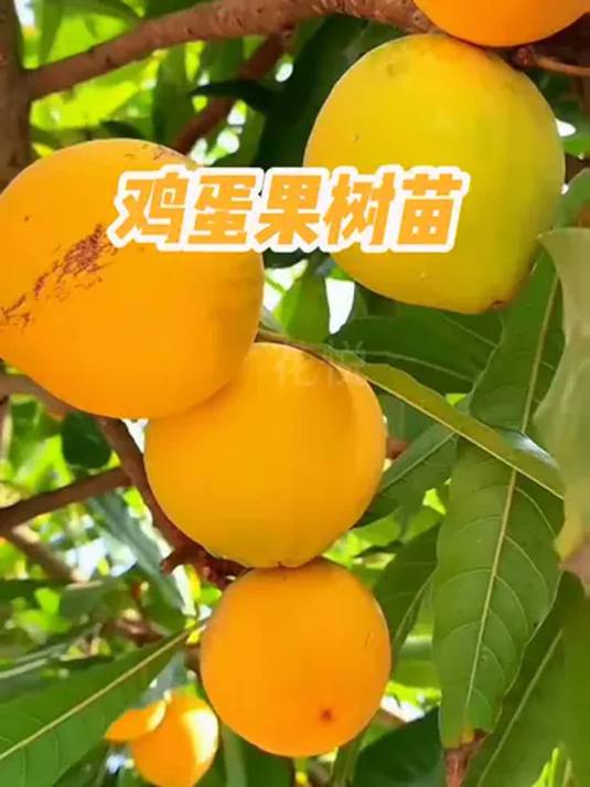 鸡蛋果树苗来袭!阳台小院都能种 软糯香甜营养高