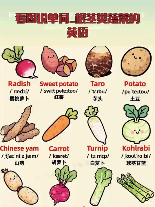 看图说单词_根茎类蔬菜的英语