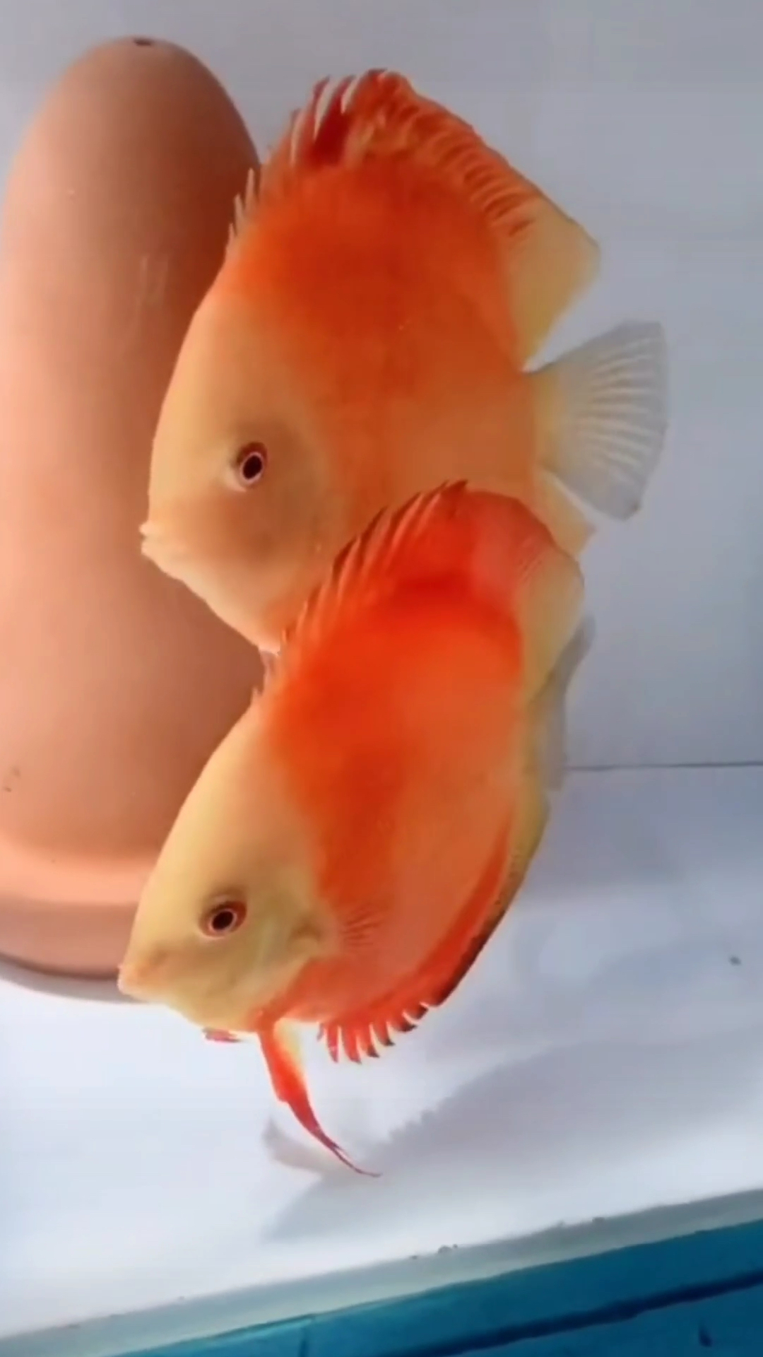 七彩神仙鱼红盖子鱼一对非常称职的父母拼尽全力保护小鱼苗