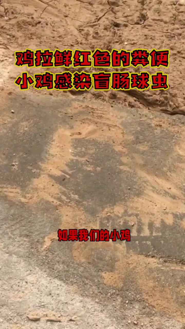 鸡拉鲜红色的粪便是什么病?#鸡拉鲜红色#鸡盲肠球虫病