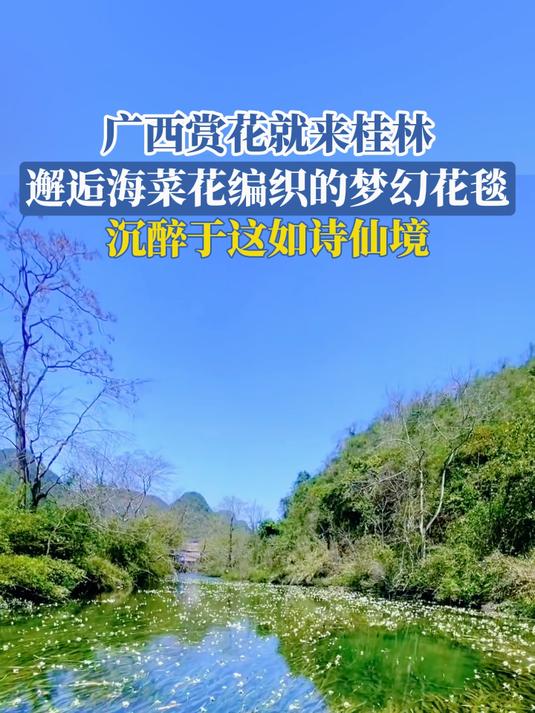 广西赏花就来桂林!邂逅海菜花编织的梦幻花毯,沉醉于这如诗仙境