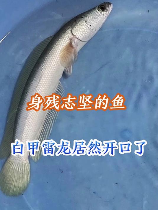 白甲雷龙真的很给力，我的努力也没有白费！