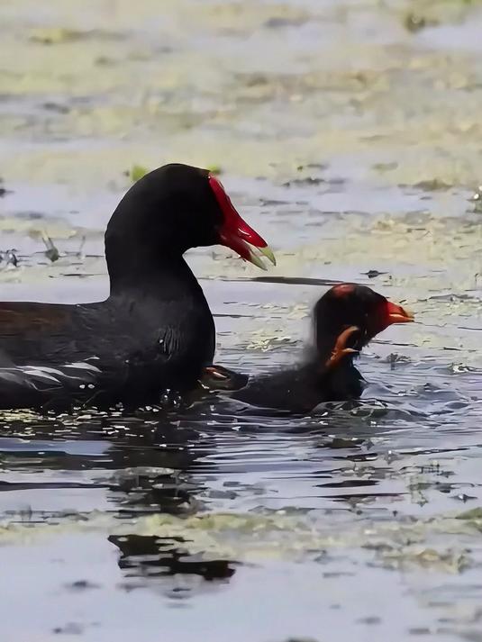 妈妈为什么一直啄小鸭子?真相让人动容