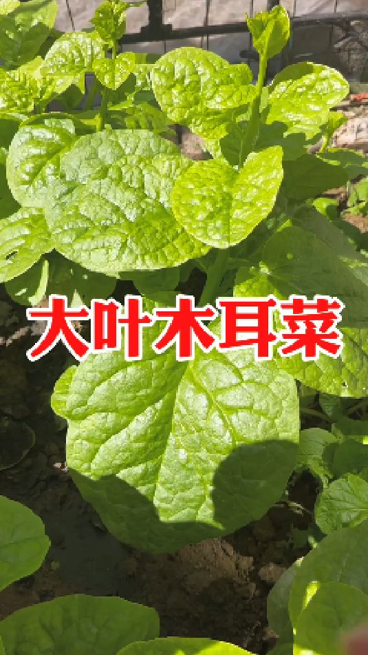 大叶木耳菜,好种植易管理
