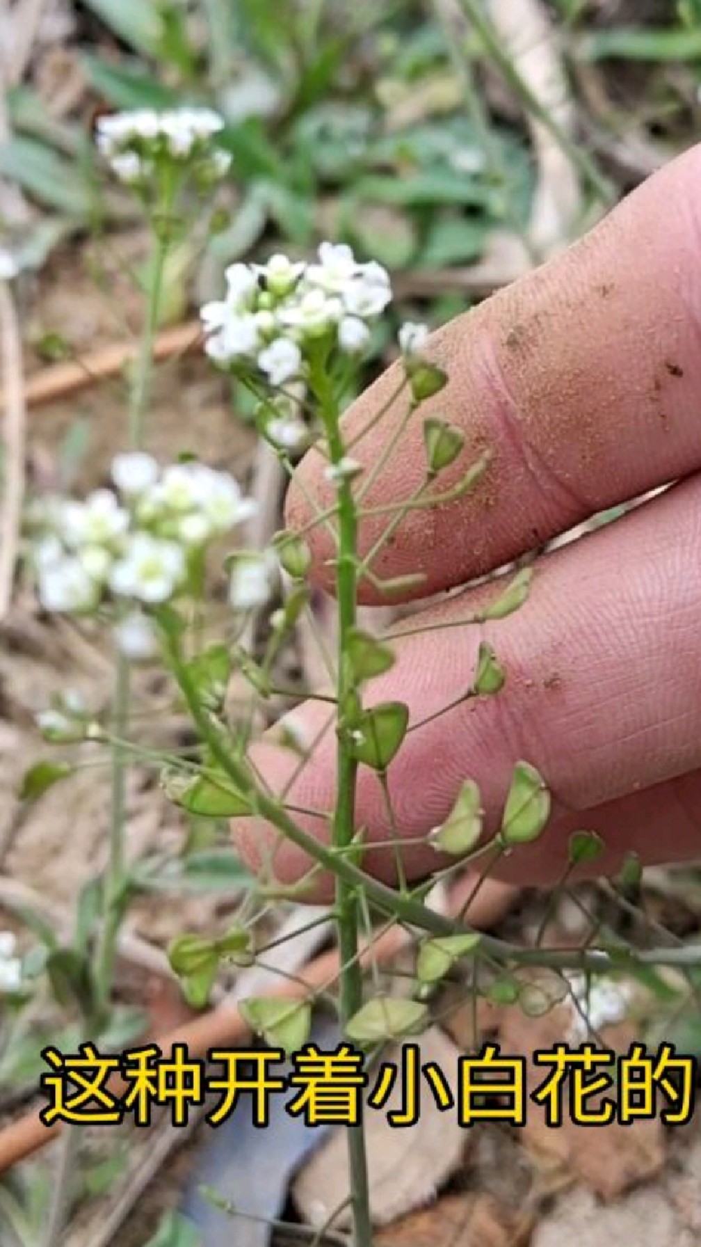 荠菜好吃,营养也多,你见过它的样子吗