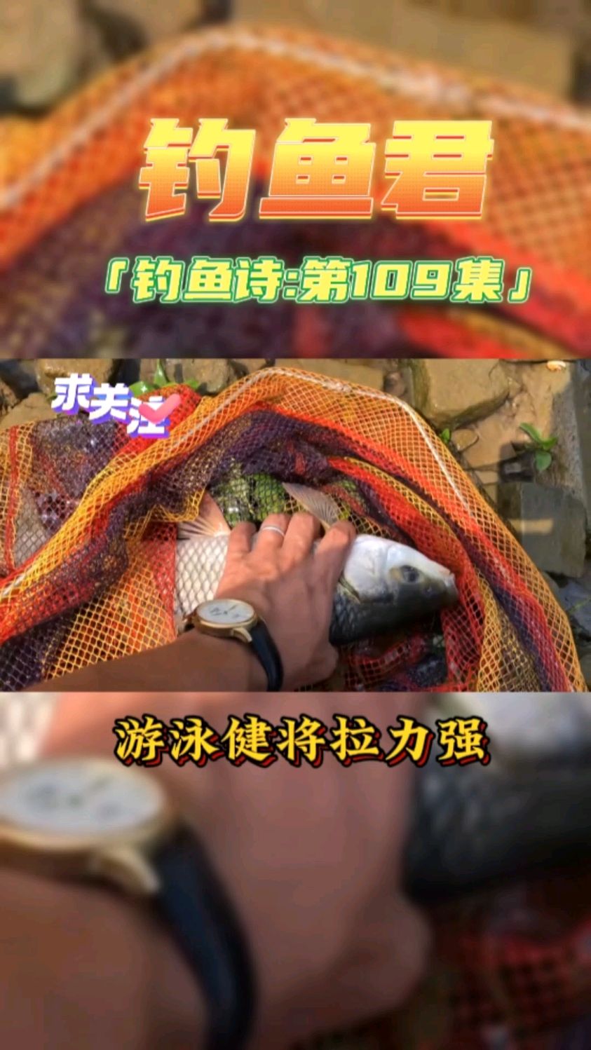 钓鱼君之钓鱼口诀:第109集(钓麦鲮鱼)鱼类百科,此鱼各位钓过吗?