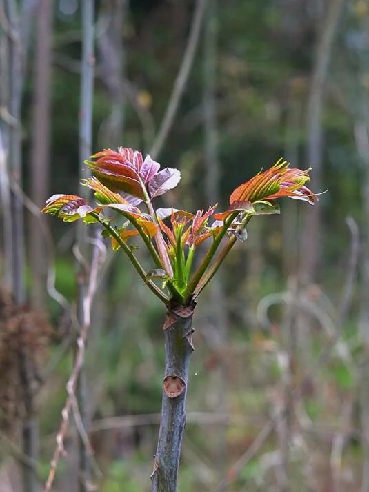 说起春天的野菜香椿必然有一席之地大家喜欢吃香椿吗 香椿 乡村