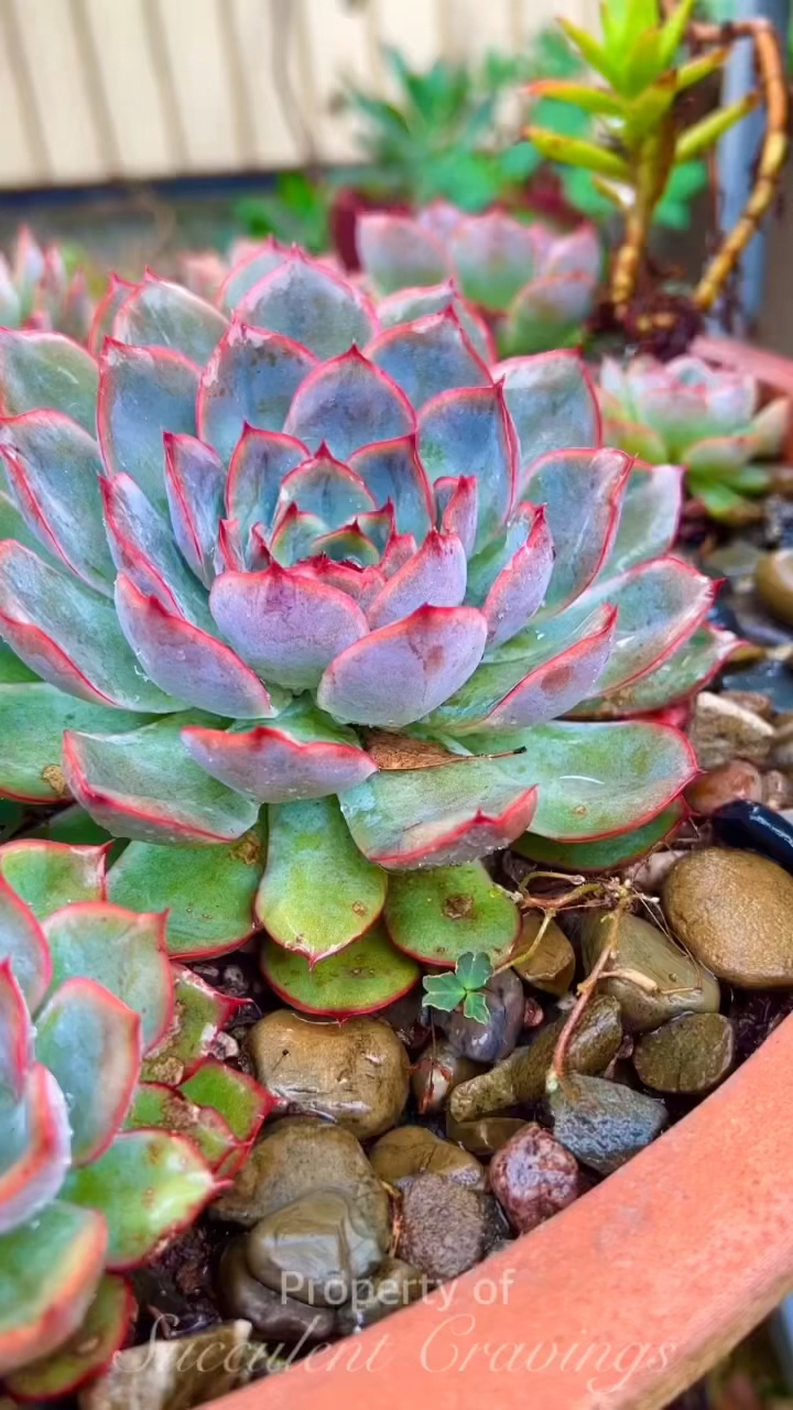 猎户座,当年风靡一时的星座多肉之一