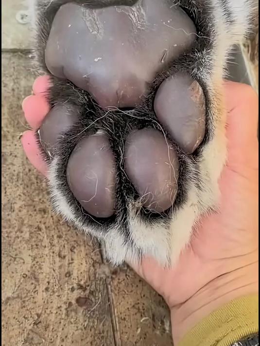 分享科普43种淡水鱼和海鱼，看看你认识几种？