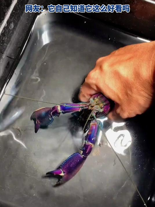 男子晒出暗黑紫蛇螯虾，“新手对热带巨物的体验感直接拉满”