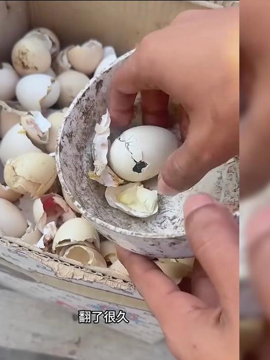 男子捡回来一筐臭蛋壳,突然听到里面传来小鸡的叫声,很吃惊