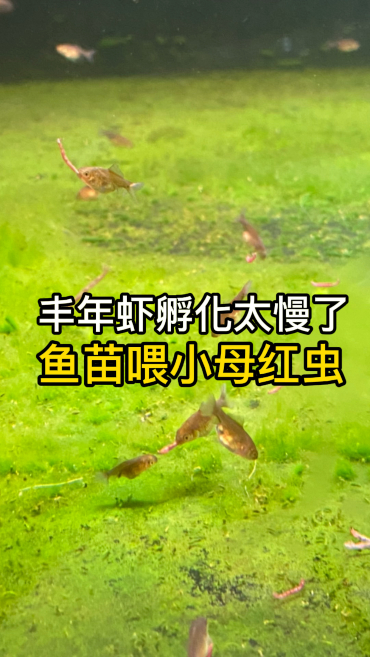 丰年虾孵化太慢了,尝试给鱼苗提前喂小母红虫