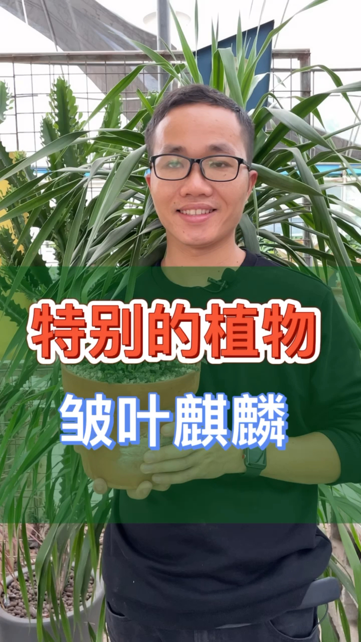 爱装是的多肉,叫皱叶麒麟