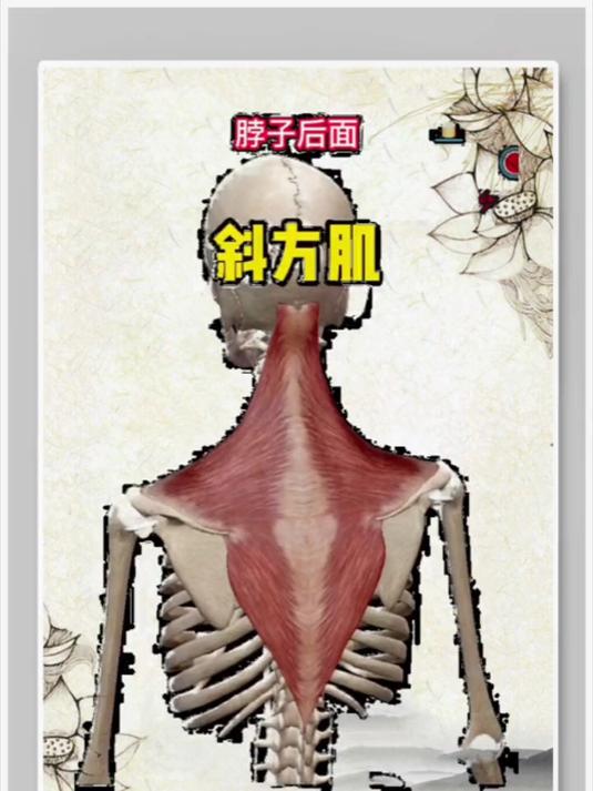 你经常是不是这块肌肉不舒服#人体结构##运动解剖#