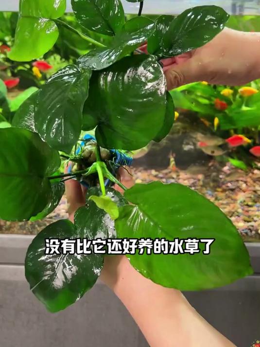 鱼缸里什么水草好养又好看?推荐水榕,真的好养!