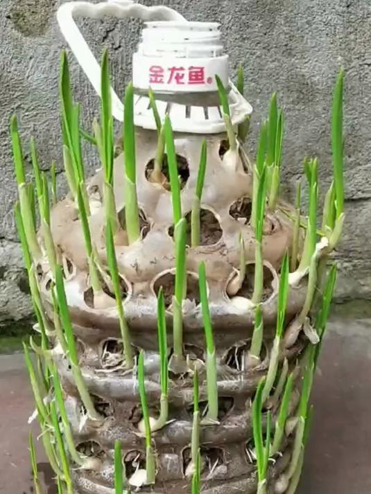 油桶别扔用来种植大蒜