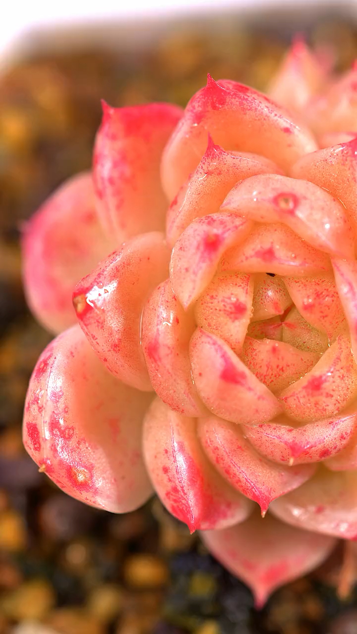 秀色可餐的多肉,大爱啊